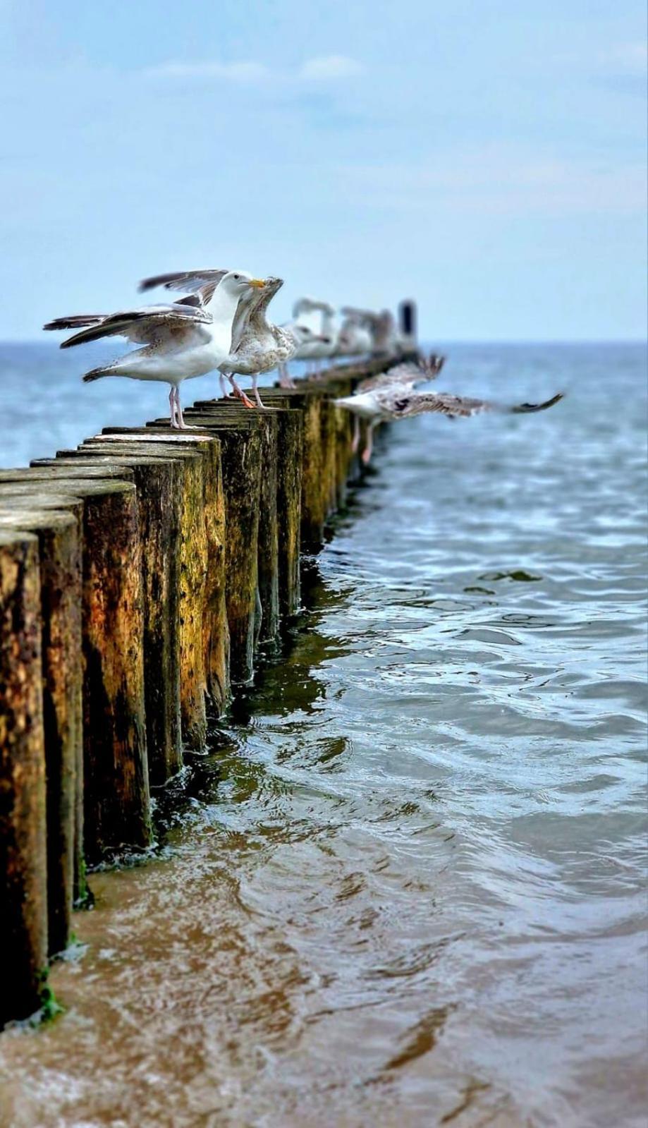 Projekt Stajnia - Nadmorski Osrodek Jazdy Konnej - Noclegi วาเซ ภายนอก รูปภาพ
